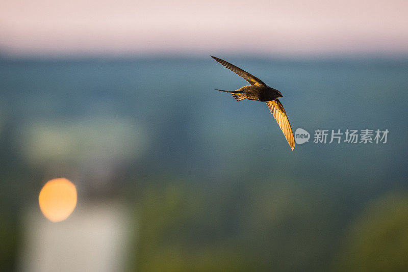 普通雨燕(Apus Apus)